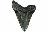 Serrated, Fossil Megalodon Tooth - South Carolina #208557-2